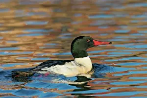 Mergansers: Common / American Merganser - in Europe known as Goosander