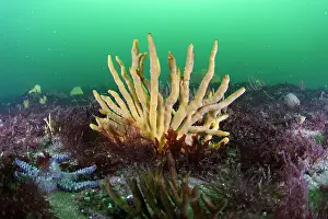 Desmospongia: Common Antlers Sponge (Axinella polypoides) - 20