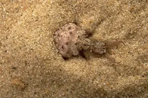 Formicarius: Common Antlion - Larva hiding itself in the sand