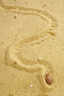 Funnel: Common Antlion - Larva hiding itself in the sand