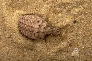 Formicarius: Common Antlion - Larva hiding itself in the sand