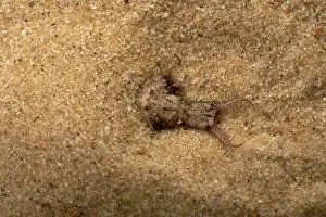 Formicarius: Common Antlion - Larva hiding itself in the sand