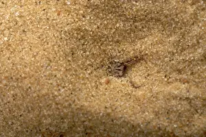 Formicarius: Common Antlion - Larva hiding itself in the sand