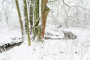 Drentsche: Common Ash