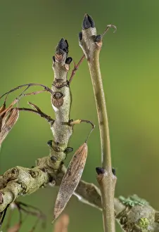 Keys: Common ash, Fraxinus excelsior, in early winter