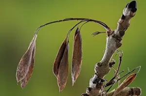Keys: Common ash, Fraxinus excelsior, in early winter