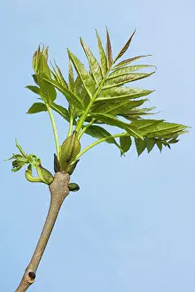 Ashes: Common Ash - leaves