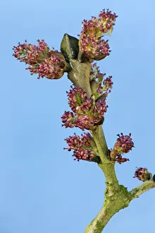 Ashes: Common Ash Tree - bud