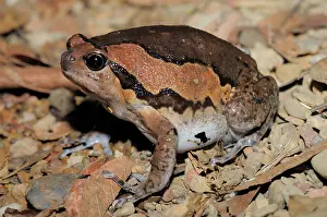 Cambodian: Common Asian Bullfrog