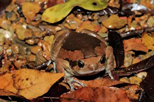 Cambodian: Common Asian Bullfrog