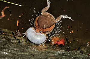 Cambodian: Common Asian Bullfrog