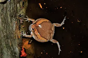 Cambodian: Common Asian Bullfrog
