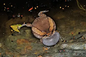 Cambodian: Common Asian Bullfrog