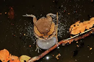 Cambodian: Common Asian Bullfrog