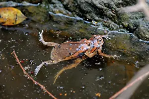 Spawning: Common Asian Bullfrog