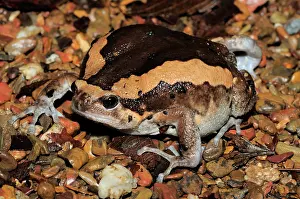 Cambodian: Common Asian Bullfrog