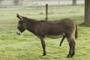 Penis: Common ass male erection in a meadow France