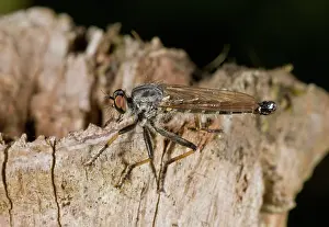 Robber: Common Awl Robber-fly
