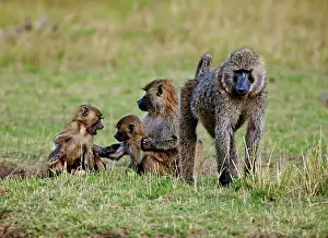 Cynocephalus: Common Baboon (Papio Cynocephalus) as seen