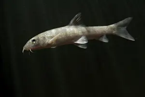Barbel: Common Barbel