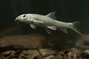 Barbel: Common Barbel