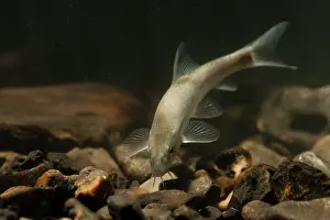 Barbel: Common Barbel