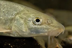 Barbel: Common Barbel
