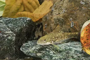 Barbel: Common barbel (Barbus barbus) in its natural environment