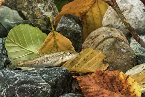 Barbel: Common barbel (Barbus barbus) in its natural environment