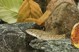 Barbel: Common barbel (Barbus barbus) in its natural environment