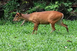 Barking: Common Barking Deer female Common Barking Deer female