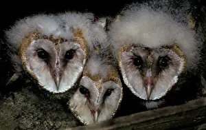 Tytonidae: Common Barn Owl chicks (Tyto alba)