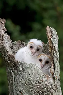 Incubate: Common barn owl (Tyto alba) 2 chicks, in nest cavity