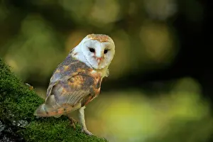 Alba: Common barn owl (Tyto alba), adult, alert, on tree