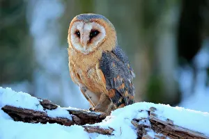 Bohemian: Common barn owl (Tyto alba), adult, alert, in winter