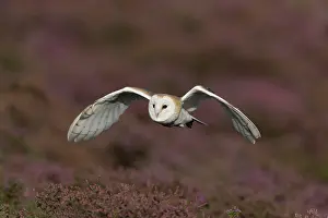 Tyto: Common barn owl (Tyto alba) adult, in flight over