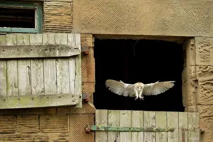 271221: Common barn owl (Tyto alba) adult, flying through