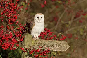 Common barn owl (Tyto alba) adult, sitting on sign