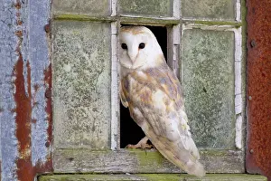 Metal: Common barn owl (Tyto alba) adult, standing at the