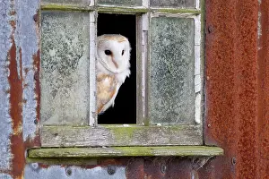 Metal: Common barn owl (Tyto alba) adult, standing at the