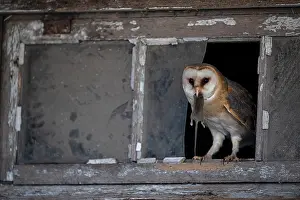 Captured: Common barn owl (Tyto alba) with captured mouse