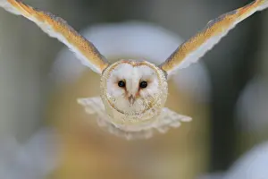 Moravia: Common barn owl (Tyto alba), in flight, winter