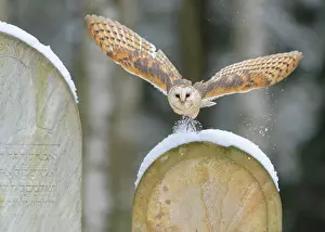 Cemetery: Common barn owl (Tyto alba), flying over snow-covered