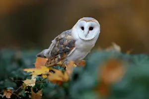 Tombstone: Common barn owl (Tyto alba), on a gravestone, Czech