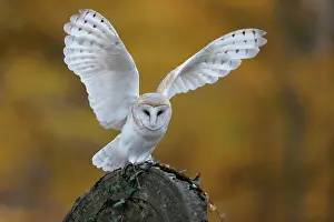 Tombstone: Common barn owl (Tyto alba), on a gravestone, Czech