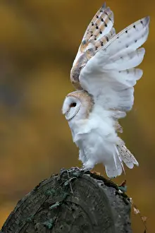 Tombstone: Common barn owl (Tyto alba), on a gravestone, Czech