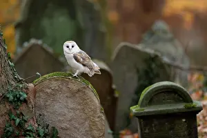 Tombstone: Common barn owl (Tyto alba), on a gravestone, Czech
