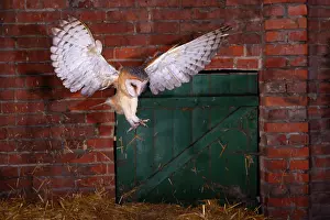 Moulting: Common barn owl (Tyto alba) hunting for mice in