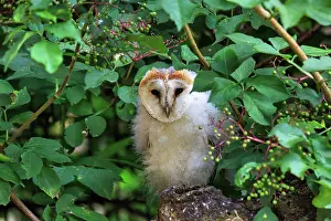 Alba: Common barn owl (Tyto alba), juvenile, young bird