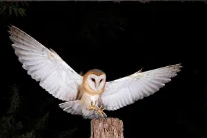 Piling: Common barn owl (Tyto alba) lands on old fence post
